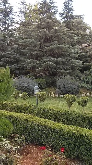 IMG_________________5